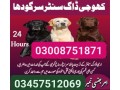 army-dog-center-taxila-03010417477-small-0