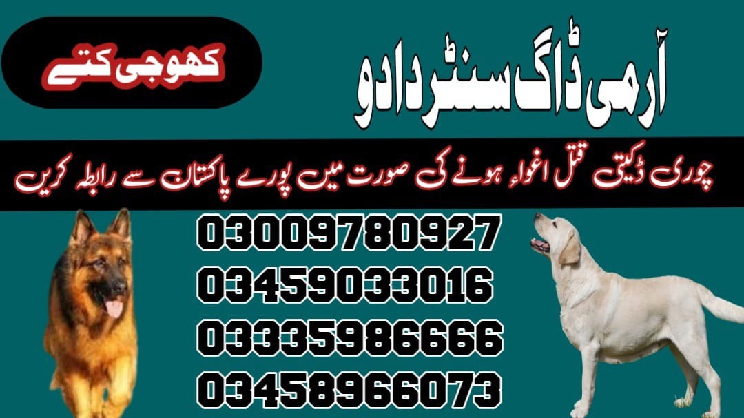 Army Dog Center Dadu 03458966073 | Khoji Kuttay In Dadu