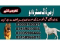 army-dog-center-dadu-03458966073-khoji-kuttay-in-dadu-small-0