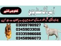 army-dog-center-badin-03458966073-khoji-kuttay-in-badin-small-0