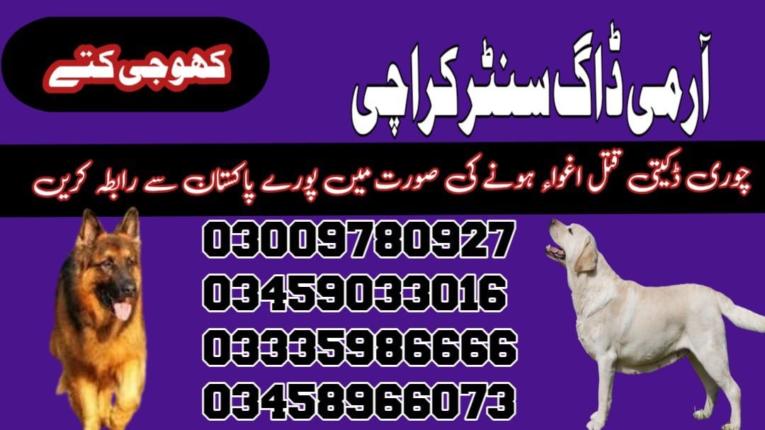 Army Dog Center Nawab Shah 03458966073 | Khoji dogs in Nawab Shah