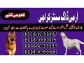 army-dog-center-nawab-shah-03458966073-khoji-dogs-in-nawab-shah-small-0