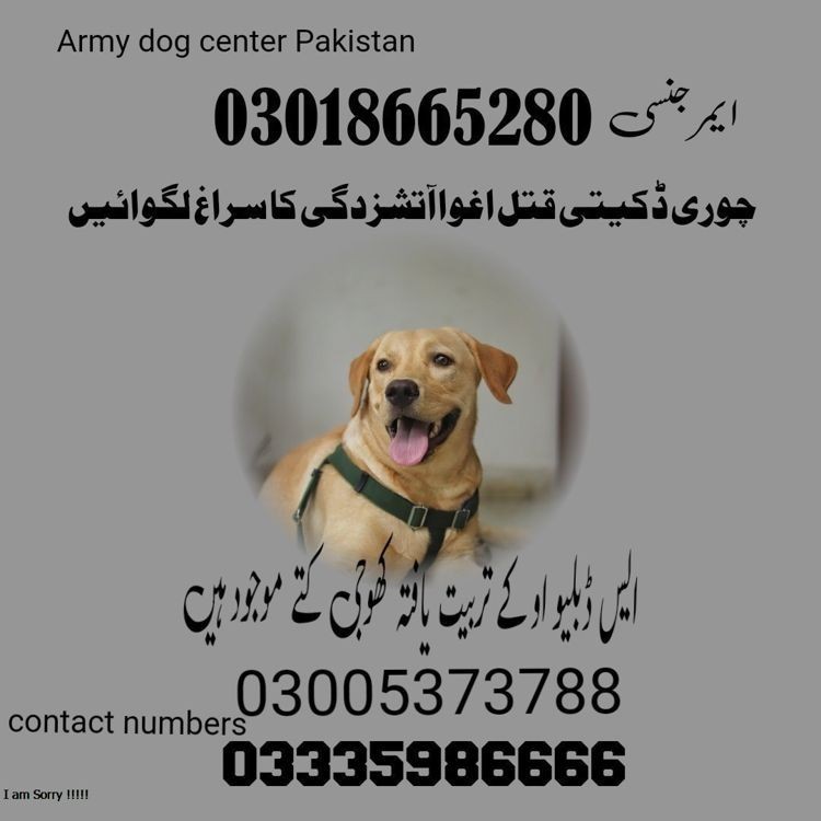 Army Dog Center Jamshoro 03458966073 | Khoji dogs in Jamshoro