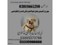 army-dog-center-jamshoro-03458966073-khoji-dogs-in-jamshoro-small-0