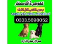 army-dog-center-attock-03014171118-small-0