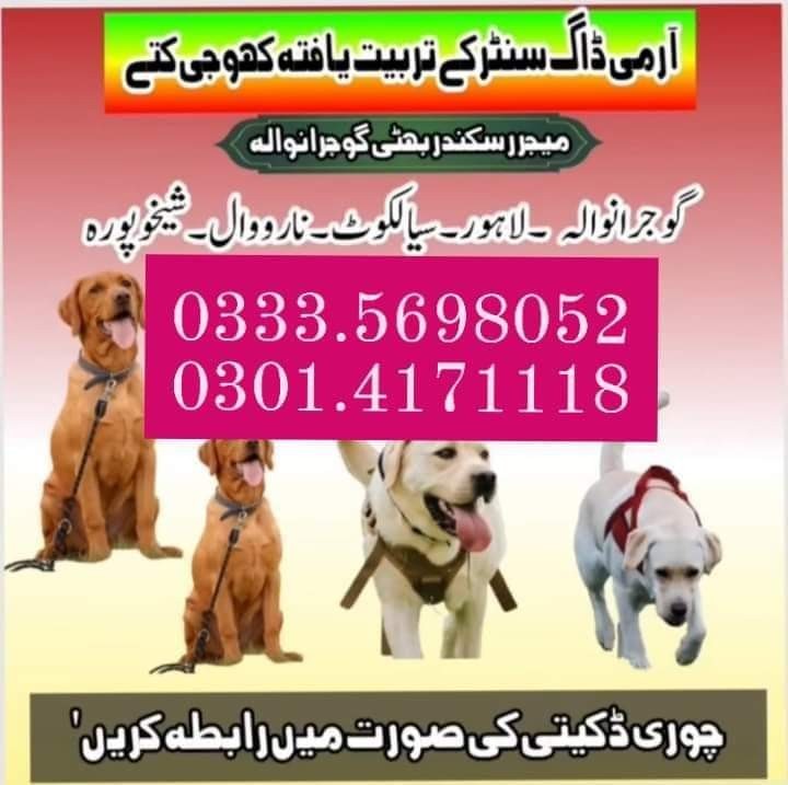 Army dog center attock 03014171118