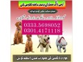 army-dog-center-attock-03014171118-small-0