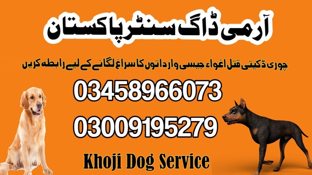 Army Dog Center Karachi 03458966073 | Khoji Kuttay In Karachi