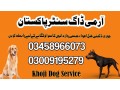 army-dog-center-karachi-03458966073-khoji-kuttay-in-karachi-small-0