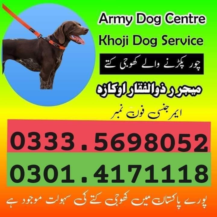 ARMY DOG CENTER KARACHI 03335698052