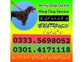 army-dog-center-karachi-03335698052-small-0