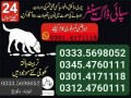 army-dog-center-sialkot-03335698052-small-0