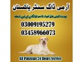 army-dog-center-wah-cantt-03458966073-small-0