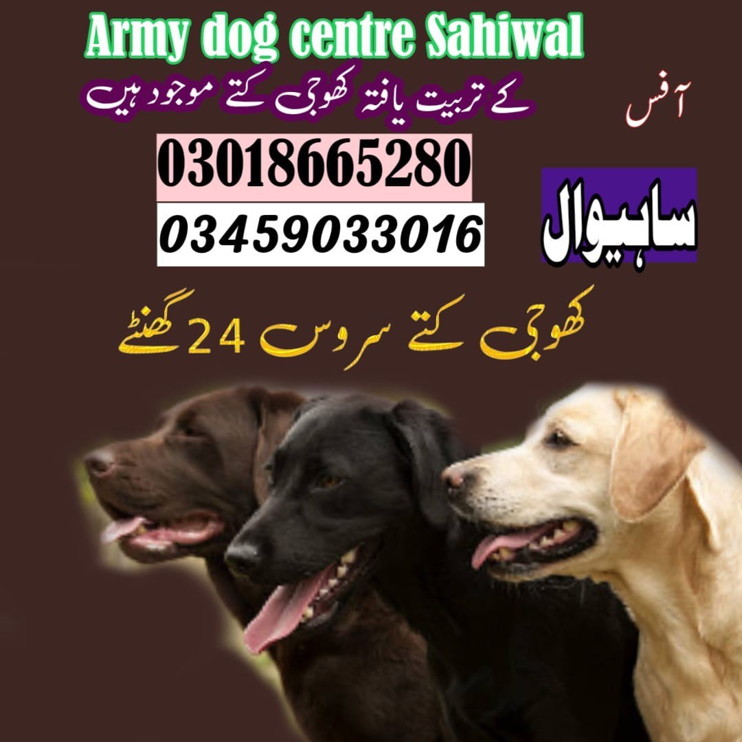 Army dog center Chichawatni | 03009780927 | Khoji Kuttay In Chichawatni