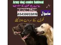 army-dog-center-chichawatni-03009780927-khoji-kuttay-in-chichawatni-small-0