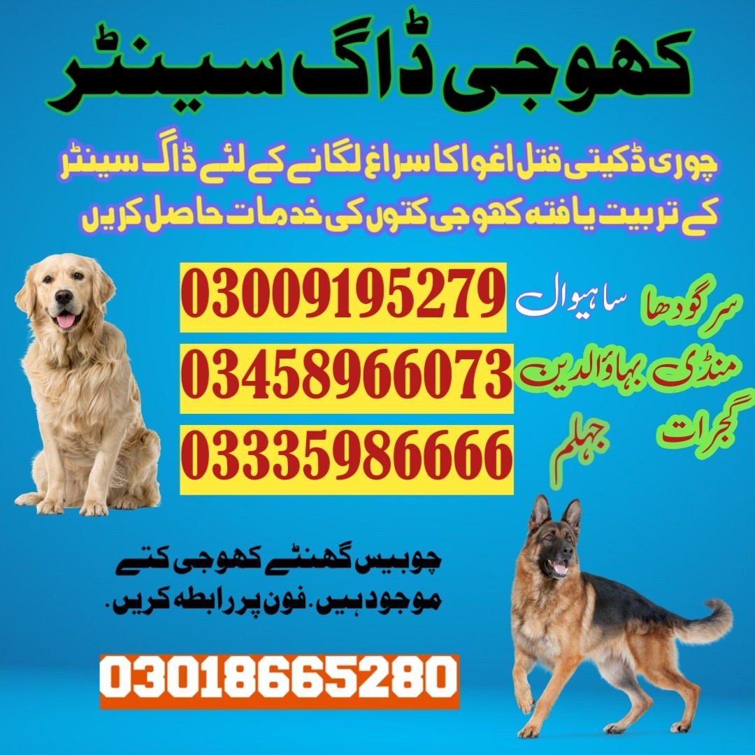 Army Dog Center Sahiwal | 03018665280 | Khoji Kuttay In Sahiwal