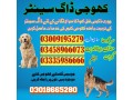 army-dog-center-sahiwal-03018665280-khoji-kuttay-in-sahiwal-small-0