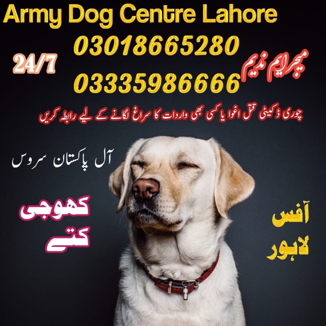 Army Dog Center Chichawatni | 03458966073 | Khoji kuttay In Chichawatni