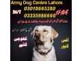 army-dog-center-chichawatni-03458966073-khoji-kuttay-in-chichawatni-small-0