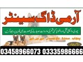 army-dog-center-burewala-03458966073-small-0