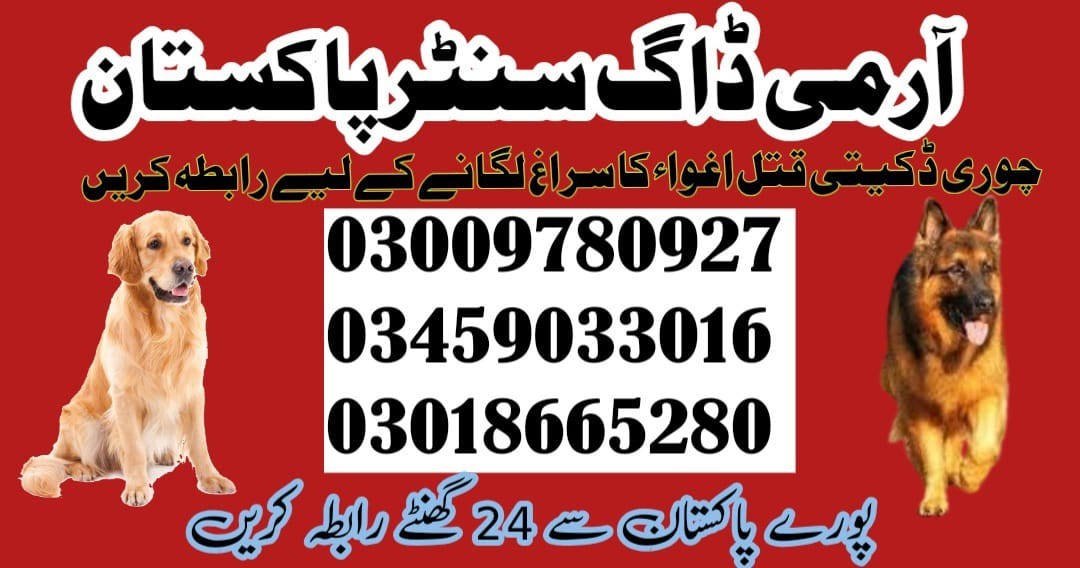 Army Dog Center Vehari 03458966073 | Khoji Dogs In Vehari