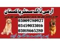 army-dog-center-vehari-03458966073-khoji-dogs-in-vehari-small-0