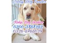 army-dog-center-badin-0346-6108015-small-0