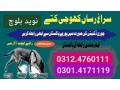 army-dog-center-bahawalnagar-03335698052-small-0