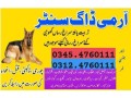 army-dog-center-sialkot-03335698052-small-0