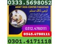 army-dog-center-islamabad-03454760111-small-0