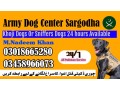 army-dog-center-sargodha-03009780927-trained-sniffers-dogs-small-0