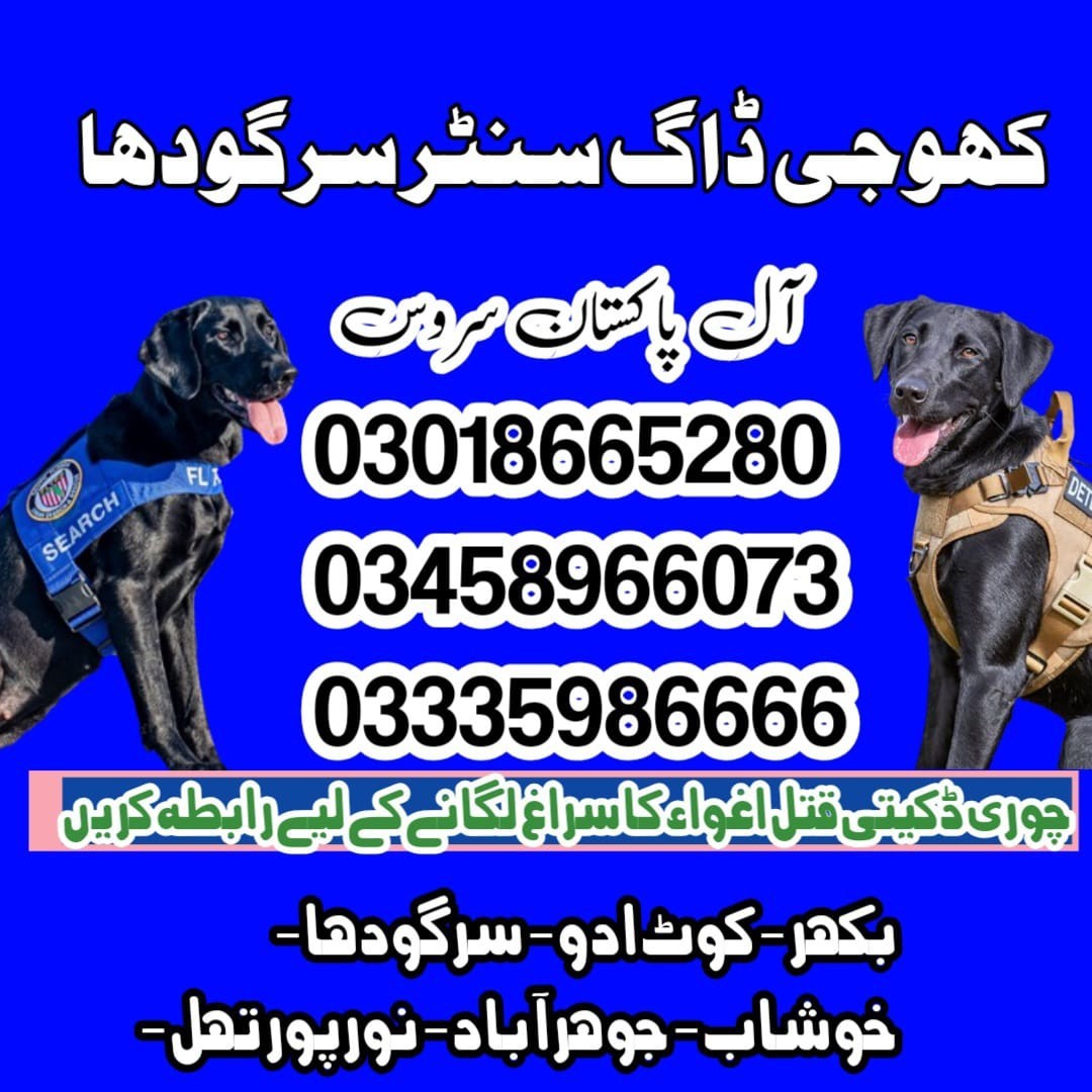 Khoji dog in Sargodha 03335986666 | Army dogs in Sargodha