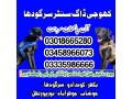 khoji-dog-in-sargodha-03335986666-army-dogs-in-sargodha-small-0