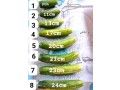 top-selling-penis-enlargement-cream-at27-71-009-6483-small-2