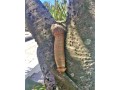 penis-enlargement-herbal-products27-71-009-6483-small-3