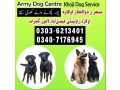 army-dog-center-jhelum-03016244888-khoji-dogs-jhelum-khoji-kutta-fauji-kutta-small-0