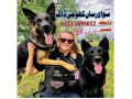 army-dog-center-sargodha-03014171118-small-0