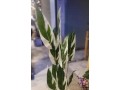 artificial-plants-and-flowers-for-sale-in-shah-alam-market-lahore-small-4