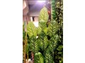 artificial-plants-and-flowers-for-sale-in-shah-alam-market-lahore-small-0