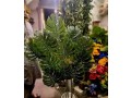artificial-plants-and-flowers-for-sale-in-shah-alam-market-lahore-small-1