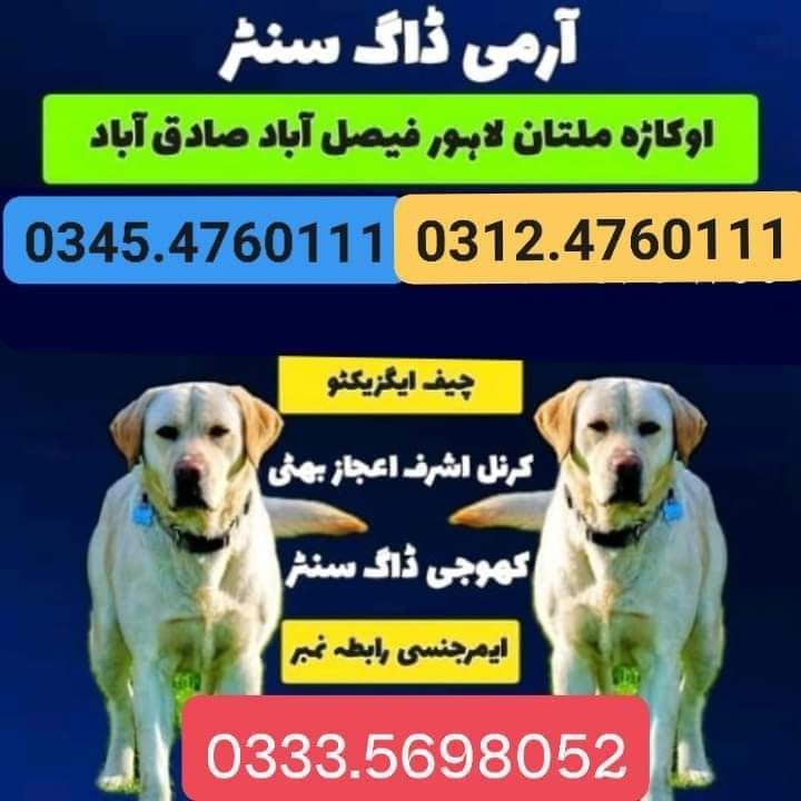 Army Dog Center Lahore 03454760111