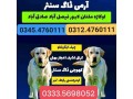 army-dog-center-lahore-03454760111-small-0