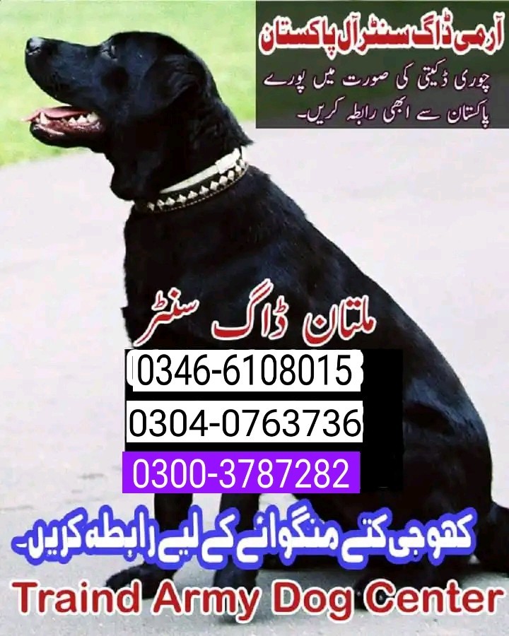 Army dog center hyderabad 0300-3787282