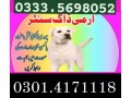 army-dog-center-kasur-03454760111-small-0