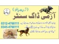 army-dog-center-vehari-03454760111-small-0