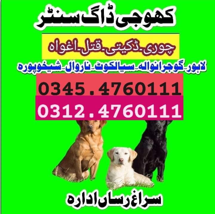 Army Dog Center Islamabad 03335698052 03014171118