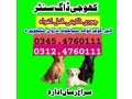 army-dog-center-islamabad-03335698052-03014171118-small-0