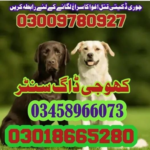 Special Army Dog Center Jhelum | 03458966073 | Khoji Dogs In Jhelum