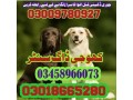 special-army-dog-center-jhelum-03458966073-khoji-dogs-in-jhelum-small-0