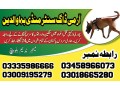 special-army-dog-center-mandi-bahauddin-03458966073-small-0